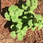 Coleus hadiensis (Forssk.) A.J.PatonFoglia