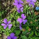 Viola cornuta Flower