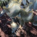 Opuntia orbiculata عادت داشتن