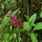 Centropogon talamancensis Hoja