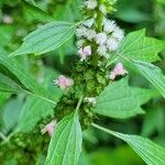 Leonurus cardiaca Flower