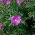 Epilobium hirsutum Floare