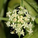 Apium nodiflorum Λουλούδι