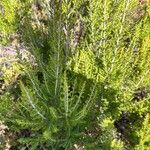 Erica arboreaFolla