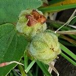 Melhania ovata Fruit