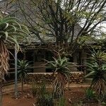 Aloe marlothii Vivejo