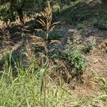 Sorghum halepenseFlower