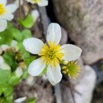 Caltha leptosepala Lorea