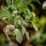 Heliotropium verdcourtii Blad