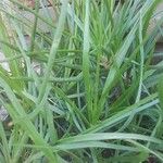 Bulbine frutescens Blad