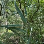 Phragmites australisBlatt