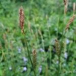 Carex distans Kvet