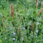 Carex distans Flower