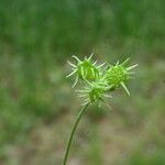 Ranunculus arvensis Плод