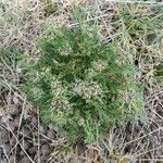 Daucus sahariensis 整株植物