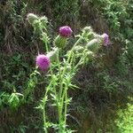 Cirsium mexicanum Alkat (teljes növény)