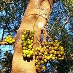 Ficus hispida ഫലം