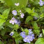 Veronica teucrium Flower