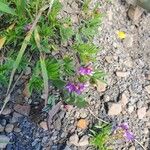 Astragalus leontinus 整株植物