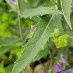 Verbena rigida 葉