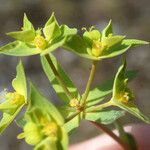 Euphorbia taurinensis Floare