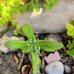 Valeriana locusta Floare