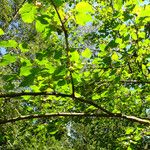 Morus alba Hábito