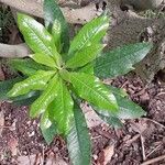 Pittosporum undulatum Blad