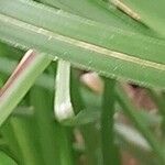 Chrysopogon zizanioides Leaf