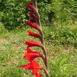 Gladiolus dalenii Floare