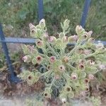 Andryala integrifolia फूल
