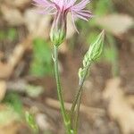 Crupina vulgaris Flower