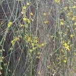 Jasminum nudiflorum Агульны выгляд