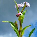 Myosotis arvensis Pokrój