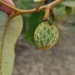 Annona senegalensis Fruit