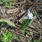 Erythronium albidum Blatt