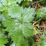 Geranium × oxonianum Folha