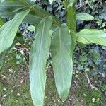 Hedychium coronarium Leaf