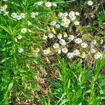 Anthemis ruthenica Flors