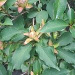 Stewartia rostrata Hoja