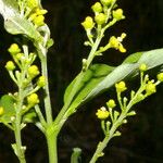 Bunchosia nitida Flower