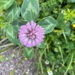 Trifolium pratenseBlomst