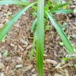 Liatris spicata Feuille