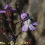 Chaenorhinum grandiflorum Λουλούδι