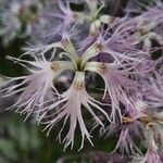 Dianthus superbus Kwiat