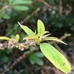 Debregeasia longifolia Leaf