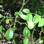 Smilax rotundifolia Leaf