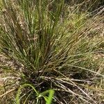 Lomandra longifolia Hoja