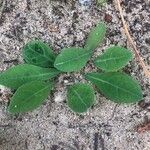 Sonchus bulbosus Hoja