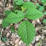 Rubus nigricans Blatt